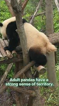 【Panda Encyclopedia】Do Pandas Have Tails? | iPanda