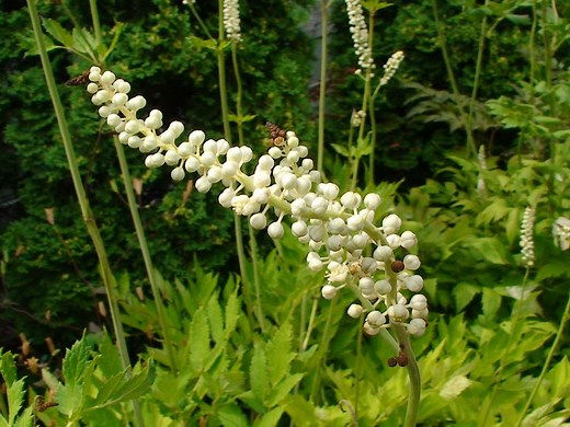 Cohosh negro: usos, efectos secundarios, interacciones, dosis y advertencias - - Vitaminas Suplementos 2026