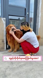 Learning Chinese with cutie 😂😂 #chineselanguagecourse #chineselanguage #foryou #fypage #petlovers #毛孩子 #fypageシ #pet #justforfun #cutebaby #cutebabyanimals #cats #catlovers #catlover #cat | Gao Shang Chinese Learning Hub