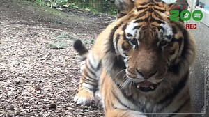 Take a virtual tour of Dublin Zoo