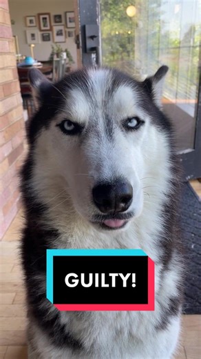 He had plausible deniability *right up* until the burp. 🐺🤔🤨😅 #siberianderpskies #siberianhuskies #siberianhusky #husky #huskiesoftiktok #dogsofttiktok #huskies