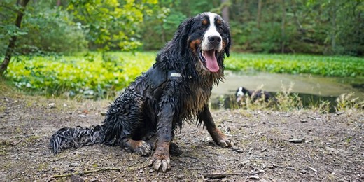15 Dirtiest Dog Breeds According to a Very Muddy Test
