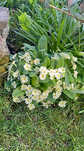 Beautiful and wild! Cowslips, fritillaries and primroses, the heralds of spring time! | GrowVeg
