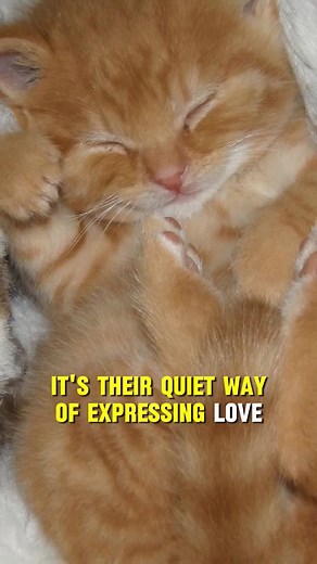 how cat say I love you to you | All about cats