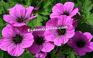 Psilostemon Mehrjährige Geranie, Geranie Psilostemon: Pflanzen, Kultivieren 🌿 Alles Über Gartenarbeit Und Gartengestaltung - 2025