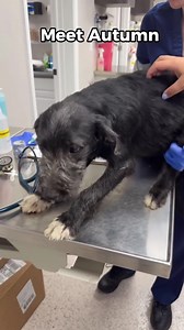  Autumn was brought in today, and we found hookworms during her...