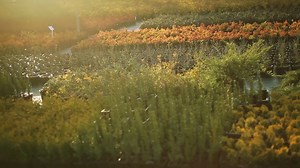 Best Shrubs for Small Gardens