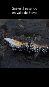 El cambio de uso de suelo, de bosques templados, avanza en el suroeste del Estado de México para establecer desarrollos inmobiliarios y grandes ranchos privados. Nuestro documental del "Dragón de los bosques De niebla" describe este proceso y sus impactos socioecologicos. Les dejamos el enlace del documental completo en los comentarios. #biodiversidadmexicana #biodiversidadenpeligro #biodiversidad_mexicana #abronias #abronia #abroniadeppii #cambiodeusodesuelo #ValleDeBravo #valledebravo | Ambien