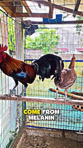 Q: Why do some gamefowl have yellow legs while others have white or green? A: That’s pure genetics. Yellow comes from carotenoids in their diet and DNA. Green legs come from melanin layers. White legs happen when pigment is minimal. It’s nature’s way of giving each line a personal style. | Gamefowl Enthusiast