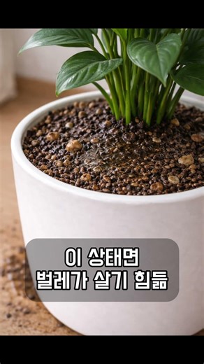 화분 벌레, 여기까지 오면 거의 끝