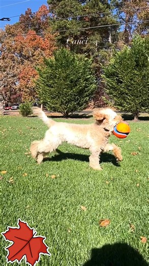 #happy Saturday | El mundo de Canci 2