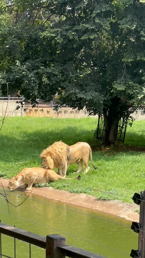 Come along on an adventure and experience the Johannesburg Zoo family of more than 1900 animals and 285 species in the timeless and beautiful zoological gardens. We are open daily from 08:30 am to 17:30 pm with the last entry at 16:00 pm 🎫 Tickets are available at the gate 🗺 The zoo map is available at the gate for only R5 🍔 Grab a bite at Stages restaurant or bring your own food 🛺 Golf carts are available for hire 🚮 Leave only your footprints #Explorejoburg #joburgzoo #jhbzoo121years | The
