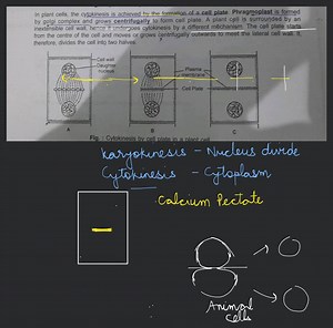 Phragmoplast is formed by golgi complex and grows... | Filo