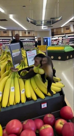 Monkey Caught Stealing Bananas in a Supermarket 😂🍌