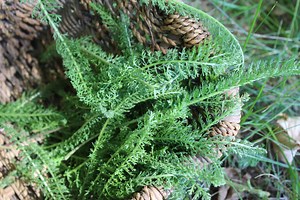 Yarrow for Beginners -