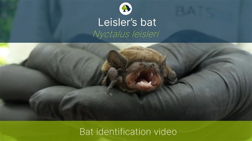 Leisler's bat (Nyctalus leisleri) identification training video