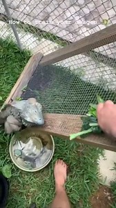 33K views · 836 reactions | How to train your dragon 年煮#animals #notpets #viral | Jacob Feder | Facebook