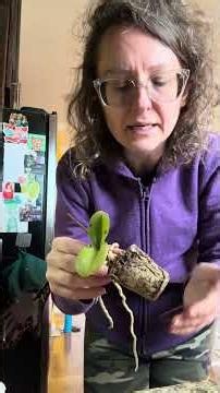 Trying to Save My Tiny Trader Joe’s Orchid 🌱💜