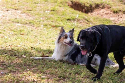 Labrador and Border Collie Have Puppies, Hearts Melt at Result