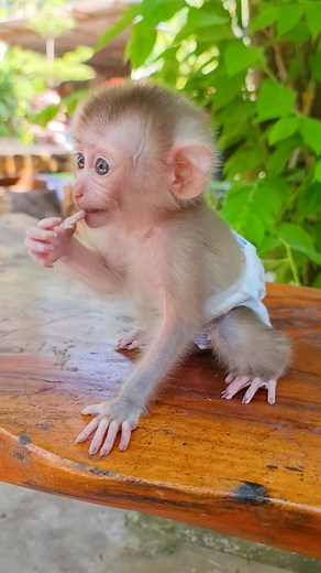 Juvenile Monkey in Diaper: Adorable Pet Moment