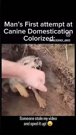 Someone stole my video of #weavethecoyote and sped it up! #coyote #animals #nature #new #friends