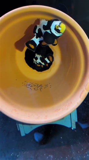 hendrix backyard on Instagram: "breeding designer clownfish.. #aquariumhobby #clownfish #aquarium"