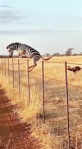 The fox chased the zebra🫣😃 #youtube #zebra #fox