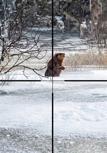 un GRAN CASTOR a la CARRERA! 🦫😡 | theHunter: Call of the Wild 🌿 #viral #mobilegaming #fyp #thehunter #gaming