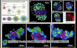 每日一合成生物学进展 2022.9.9 helixCAM一个在细菌和人类细胞可编程细胞组装的平台。