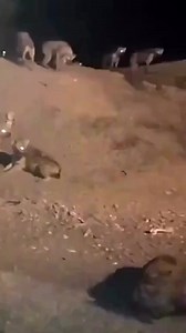 316K views · 1.3K reactions | Fearless woman walks past a huge clan of hyenas | Tales Of Africa | Facebook