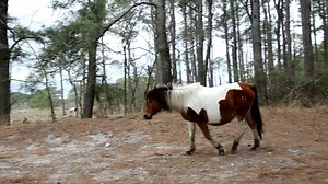 Kachina & Chickadee | DSC Photography