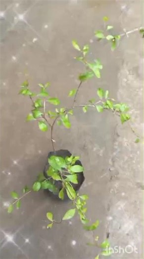 🌿 Mehendi (Henna) Plant | Natural Beauty & Green Freshness 🌿