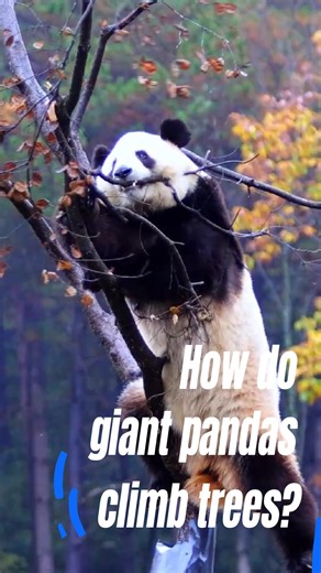 8.6K views · 116 reactions | How do giant pandas climb trees? Check out the impressive tree-climbing skills of a panda in northwest China's Shaanxi! #Panda #AmazingChina | China Xinhua News | Facebook