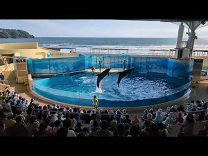【4K】新江ノ島水族館 イルカショー きょうのイルカTime
