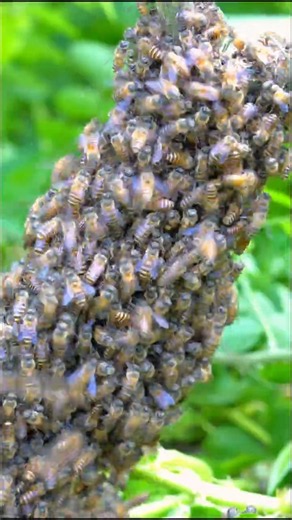 Queen Bee Summons the Worker Bees #insects #honeybeesting #bee #bees