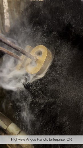 2025 Freeze branding with dry Ice! Great visual ID and easy on the cattle, too! Maybe we have been behind a few years 😉 But five days of hard work with a great crew and 275 head later, we’re all caught up! So valuable for many of the things we do with our cows! | Highview Angus Ranch