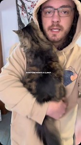 159K views · 7.1K reactions | Can you handle a velcro cat??? #catsofinstagram #cat #catdad #catlovers #funny #tabbycat #catsofig #tabbycatsofig #tabby #tabbycatofinstagram #cats #velcrocat | Renus Delph | Facebook