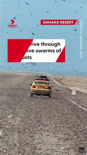 Cars drive through massive swarms of locusts in the Sahara Desert