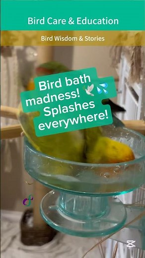 Birds + bath = happiness! 💦 | Bird Care + Feathered Fun