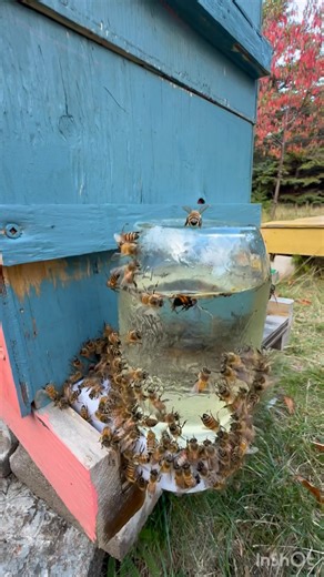 1K views · 49 reactions | Visit to the apiary! 略 #beekeeping #beehaven #apismellifera #honeybees #beekeeper | Bee Haven | Facebook
