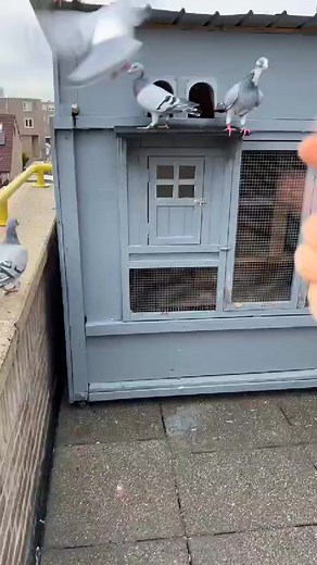 10K reactions · 218 shares | The most beautiful videos about the world of carrier pigeons أجمل الفيديوهات عن عالم حمام الزاجل #طيور_زاجل | Haydar Abbas Hamad AIdibisi | Facebook