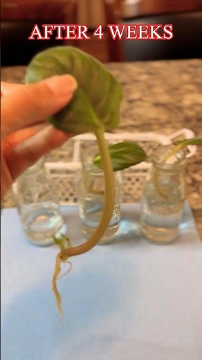 EASY WAY‼️🤩HOW TO PROPOGATE AFRICAN VIOLETS IN WATER‼️😍