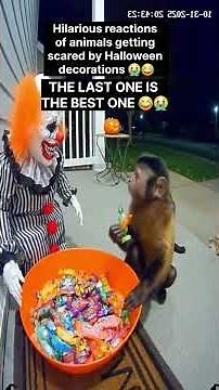 hilarious reactions of animals getting scared by Halloween decorations 🤣