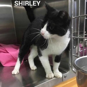 52 reactions · 25 shares | Come meet the EDISON ANIMAL SHELTER CATS! They are available for adoption and waiting for their forever homes! To view all of the Edison Animal Shelter's available pets on petfinder (which includes pictures and bios), please click on the following link: https://www.petfinder.com/pet-search?shelter_id=NJ593 Please share. Thanks! | Edison Municipal Animal Shelter | Facebook