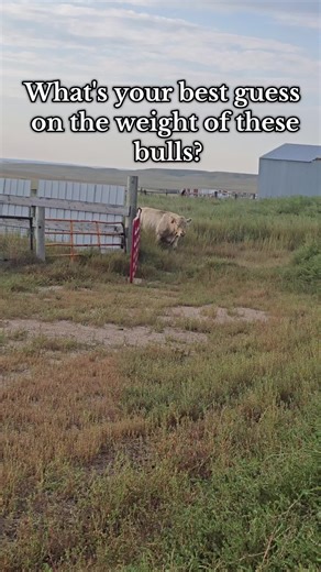 Selling Charolais Bulls: Maximizing Profits on Your Ranch