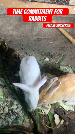 Time commitment for rabbits #shorts #viralshorts #rabbit #rabbitcare #rabbitfacts #zookingdom