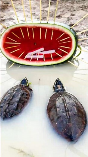WATERMELON TRAPS Catch TURTLES Like a Pro!