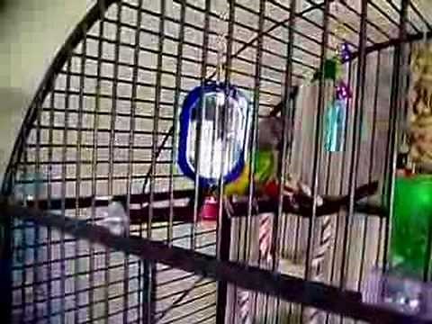 Talking Senegal Parrot