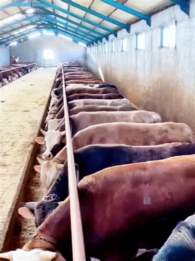 45 مادة فعّالة في شكارة واحدة 💪 يعني إضافة واحدة بدل 7 ❌ شكارة الدولفيرت بتجمع الخميرة الحية 12 إنزيم هاضم و8 أنواع بكتيريا نافعة منشطات كبد ✔️ أوزان فوق 800 كيلو ✔️ خلال 5 شهور بس ✔️ تحويل أعلى وسحب علف أقوى ✔️ كرش شغال صح وصحة أحسن كل اللي دورتك محتاجاه موجود في شكارة واحدة 👌 👇 سيب رقمك في الكومنتات ونعرفك كل التفاصيل #اكسبلور #المزارع #توك_توك #تسمين #FOR #تيك #مواشي #المواشي