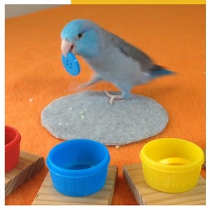 That's one clever bird 🐦 | Try Not to Laugh